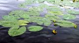 Nuphar pumila