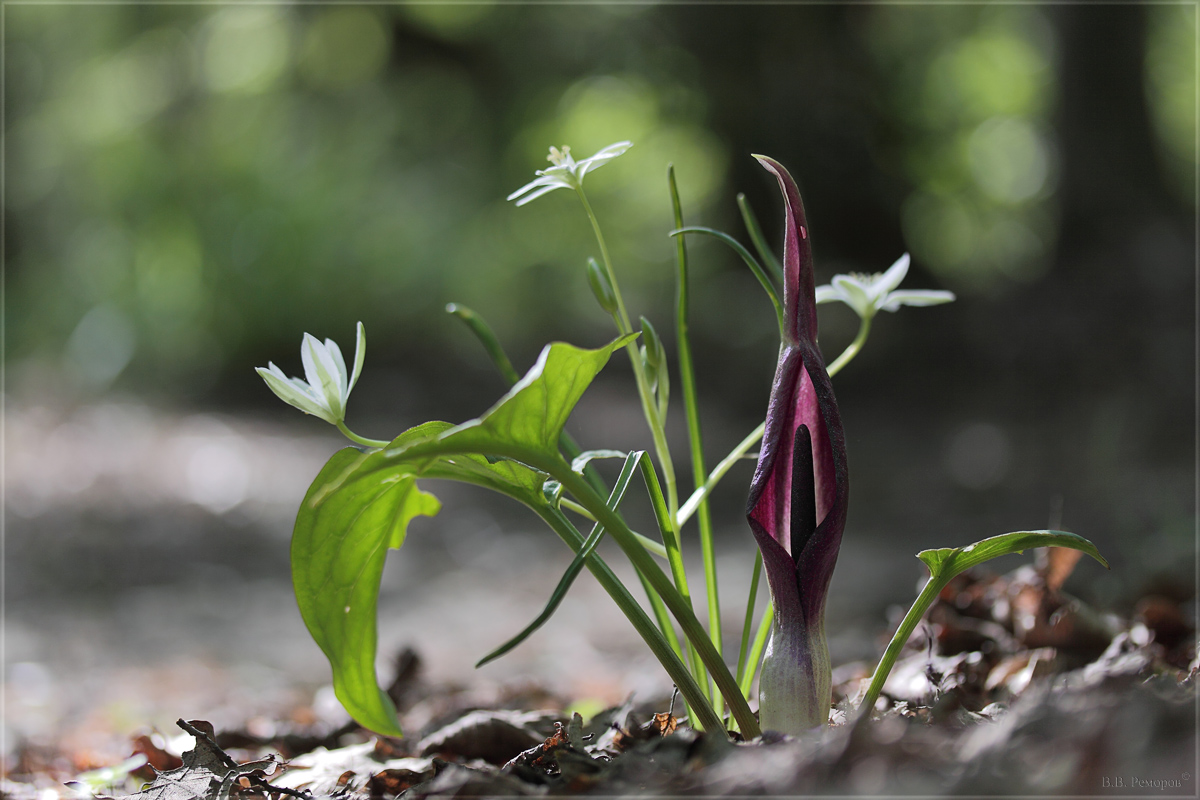 Изображение особи Arum elongatum.