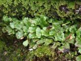 Marchantia polymorpha. Слоевище с архегониями. Украина, г. Запорожье, Малый рынок, возле дороги. 19.07.2014.