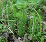 Lycopodium annotinum. Спороносящие растения. Бурятия, южная часть Баргузинского хребта, берег ручья Гремячего. 15.07.2009.