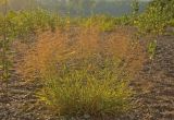 Agrostis tenuis