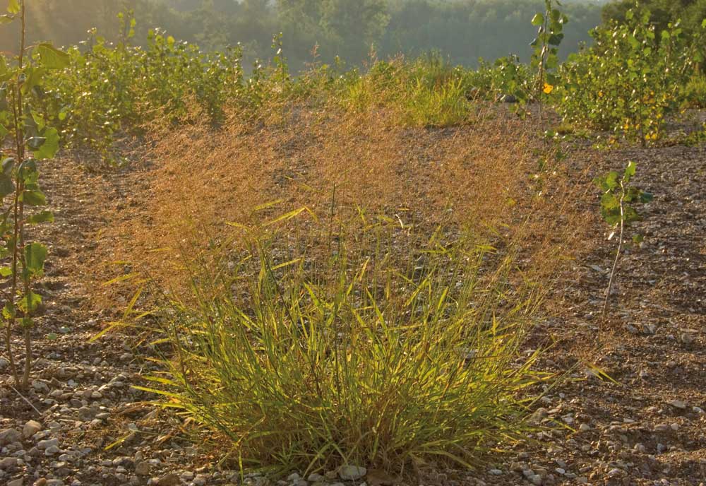 Изображение особи Agrostis tenuis.