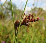 Juncus inflexus. Части побегов с соплодиями. Пензенская обл., Каменский р-н, окр. с. Владыкино, пойма р. Малый Атмис у опушки \"Владыкинского леса\", луг. 10 августа 2016 г.