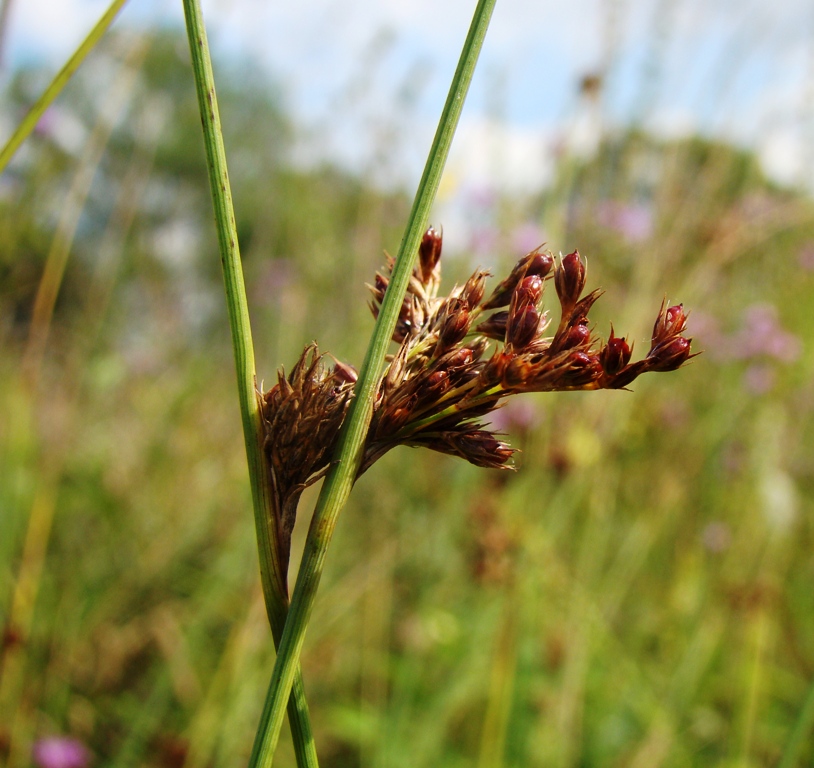 Изображение особи Juncus inflexus.