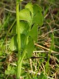 Image of taxon representative. Author is Марина Ворошилова