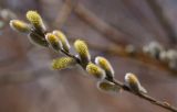 Salix schwerinii