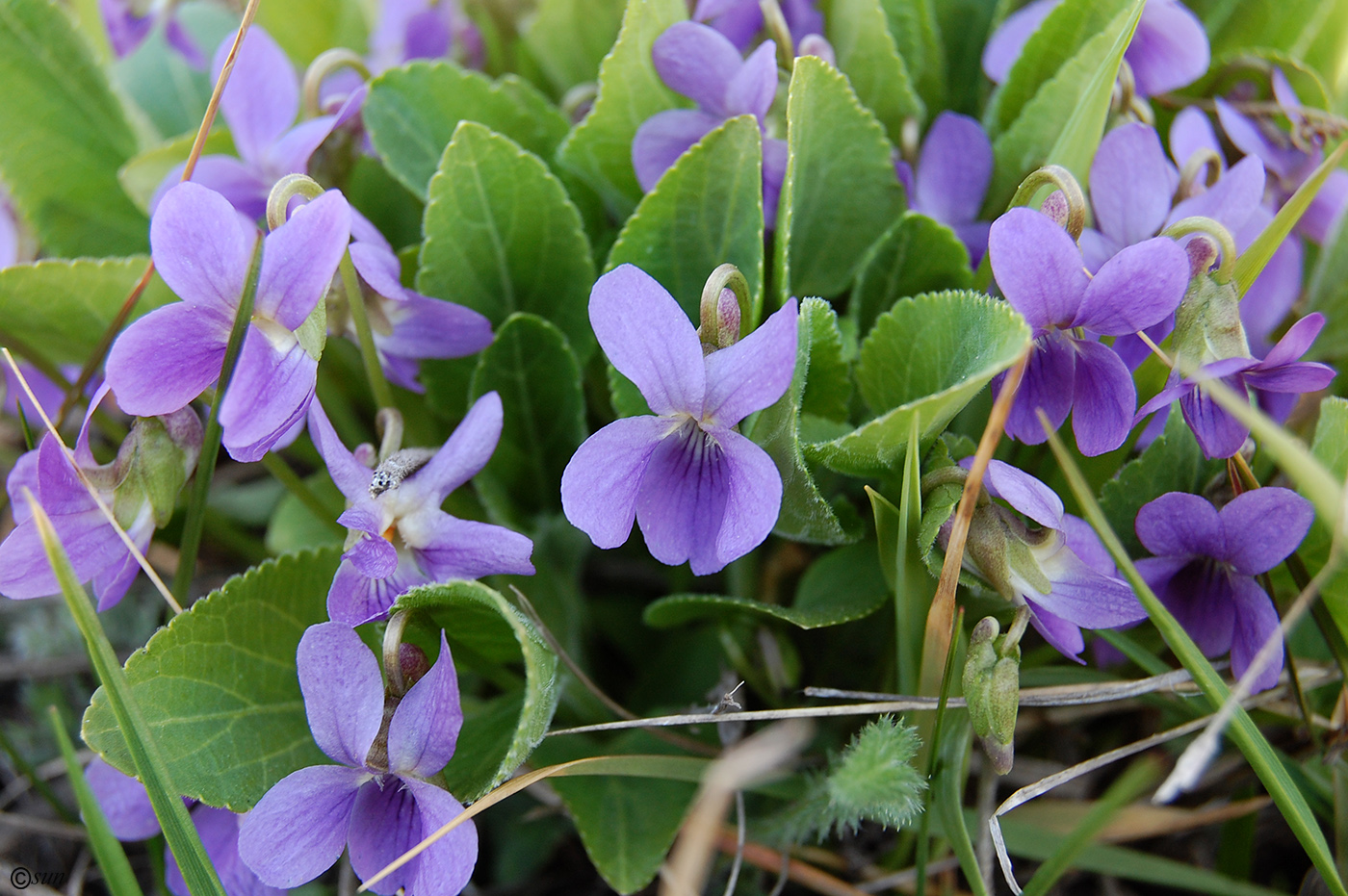 Изображение особи Viola ambigua.