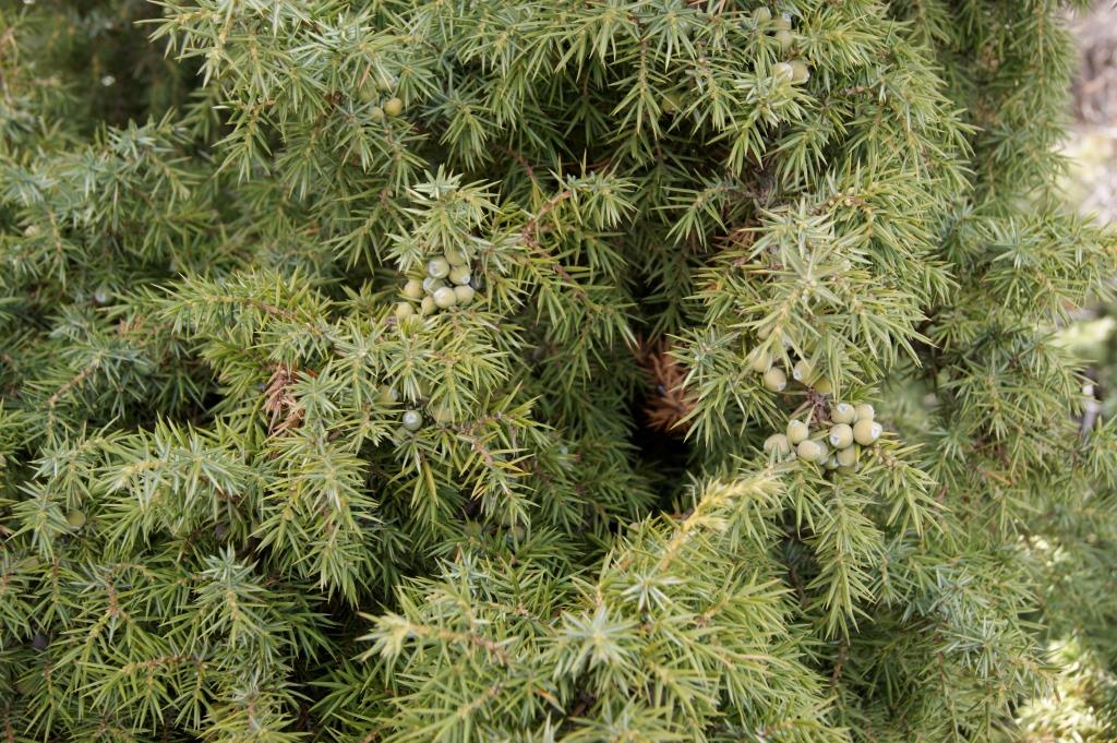 Изображение особи Juniperus communis.