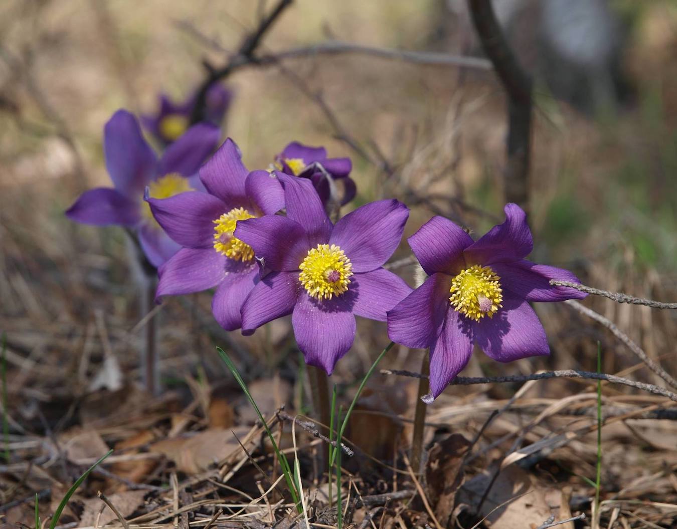 Image of Pulsatilla patens specimen.