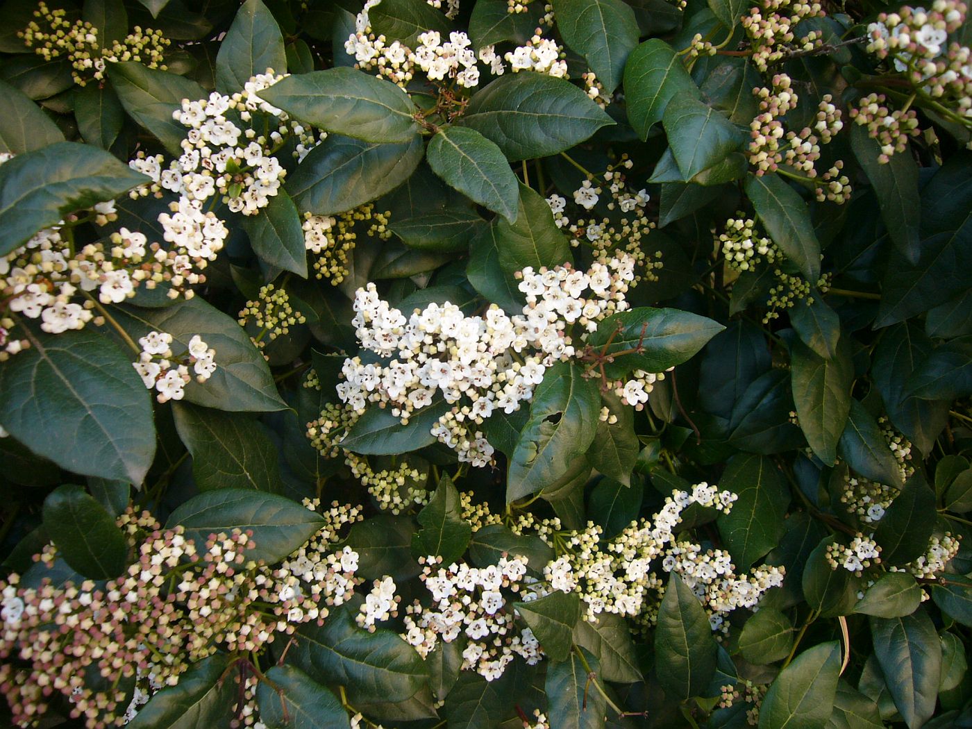 Image of Viburnum tinus specimen.