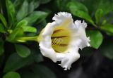 Solandra grandiflora