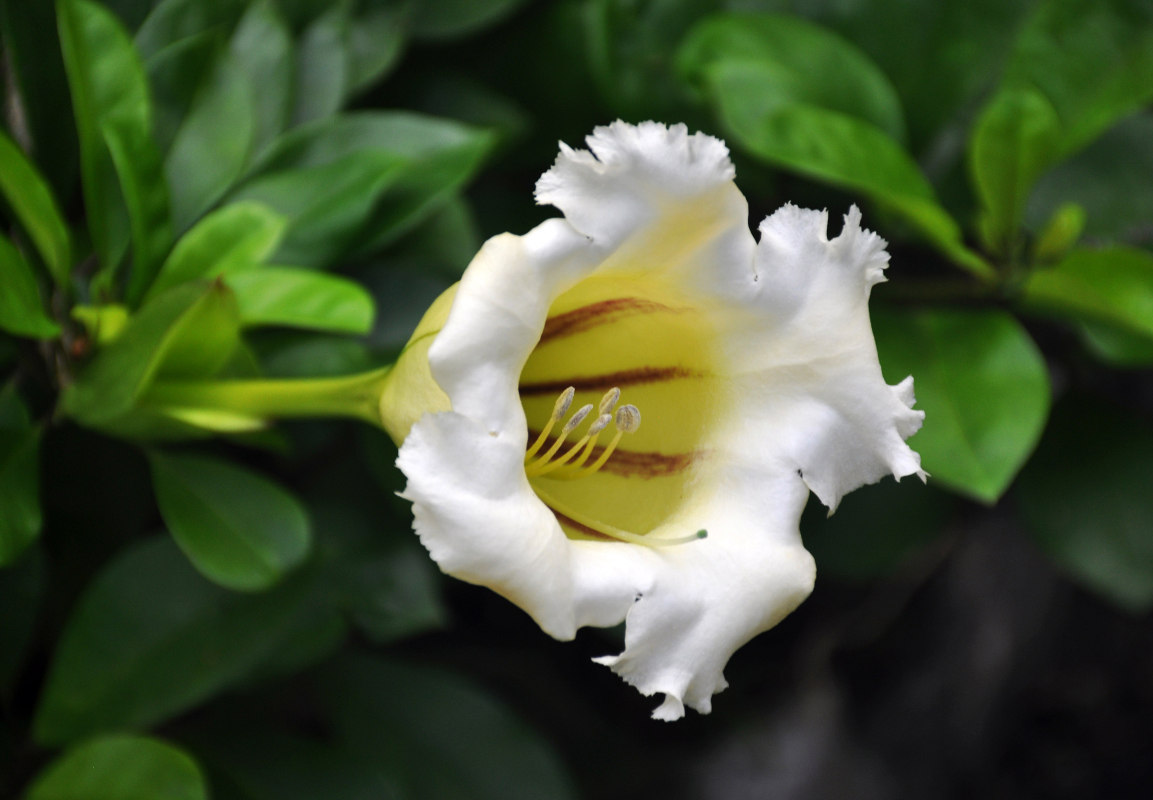 Image of Solandra grandiflora specimen.