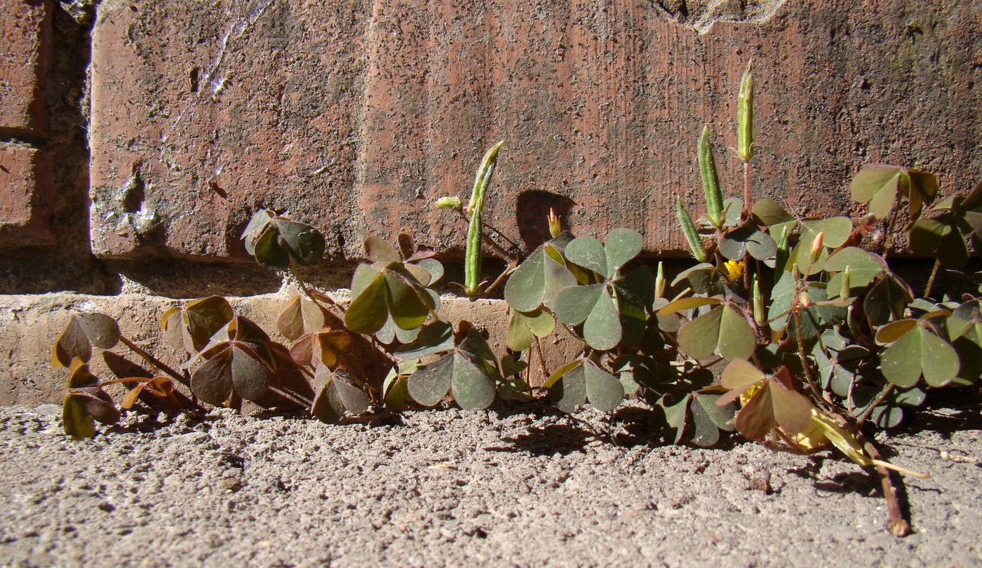 Изображение особи Oxalis corniculata.