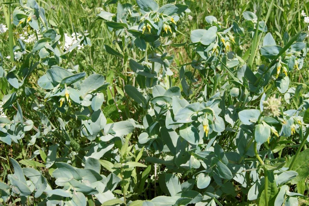 Изображение особи Cerinthe minor.