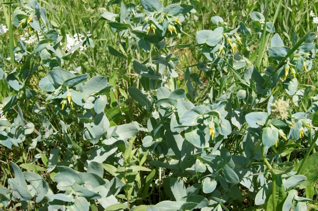 Image of Cerinthe minor specimen.