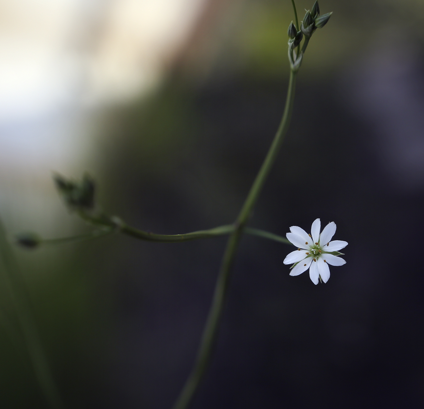 Изображение особи Stellaria graminea.