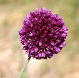 Allium rotundum