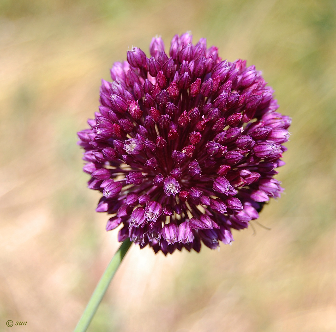 Image of Allium rotundum specimen.
