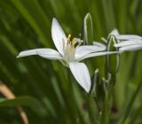 Ornithogalum umbellatum