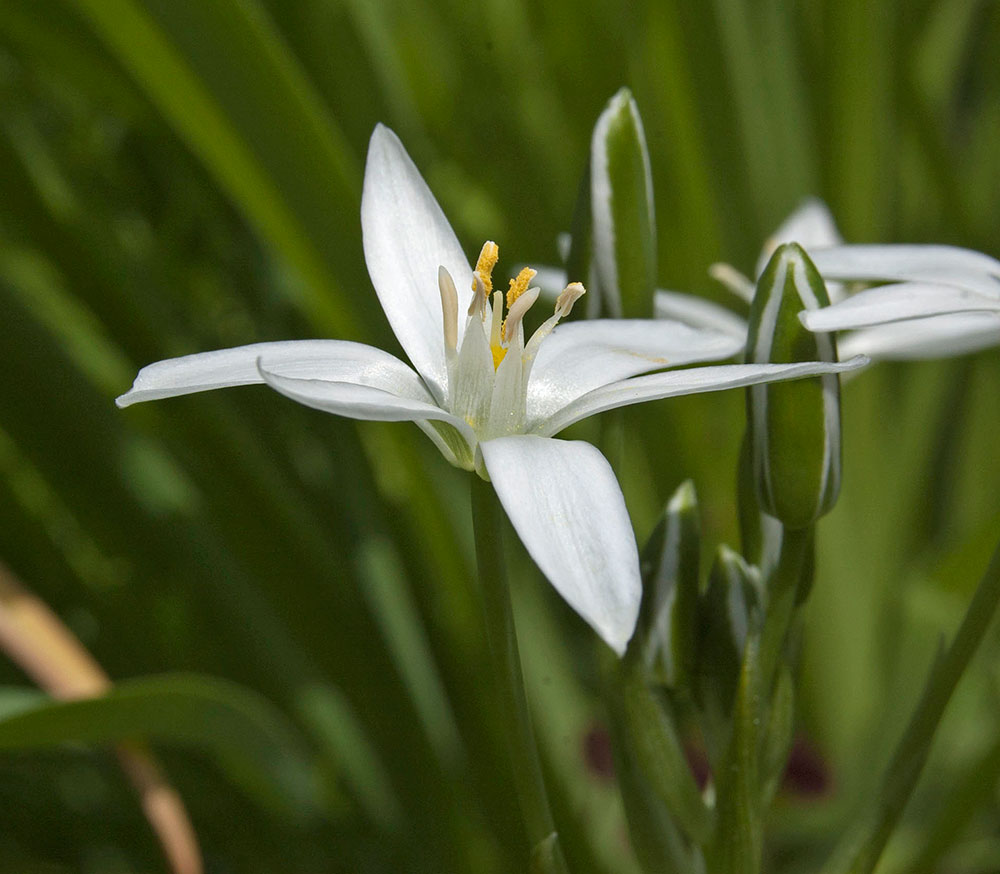 Image of Ornithogalum umbellatum specimen.