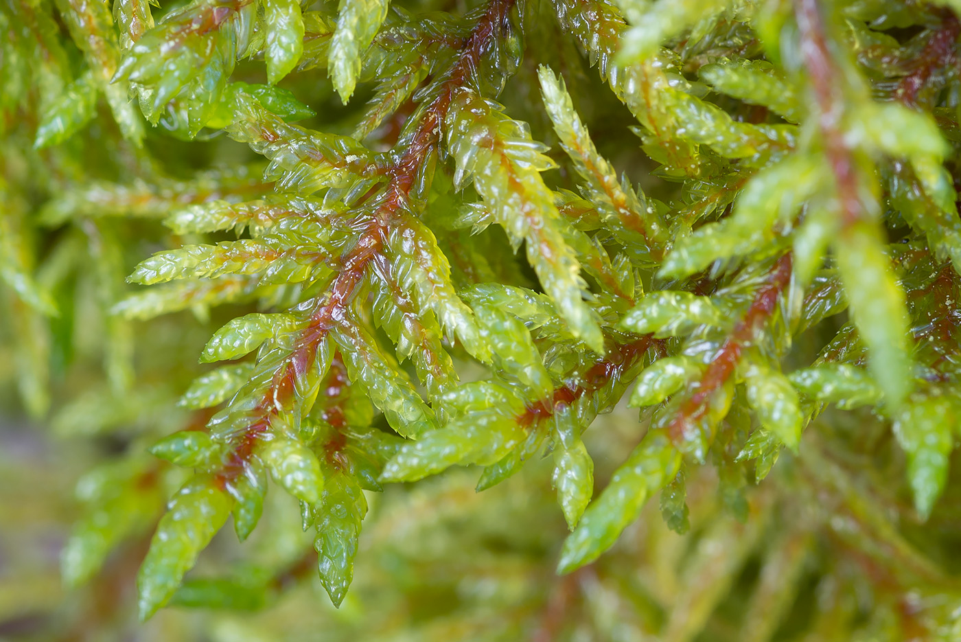 Image of Pleurozium schreberi specimen.