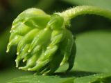 Anemone nemorosa