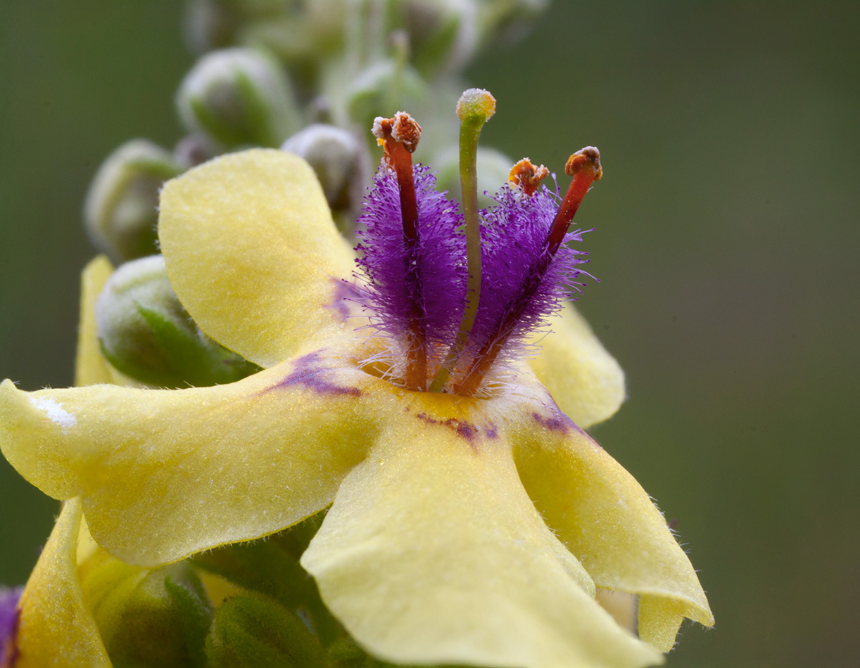 Изображение особи Verbascum nigrum.