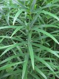 Polygonatum stenophyllum