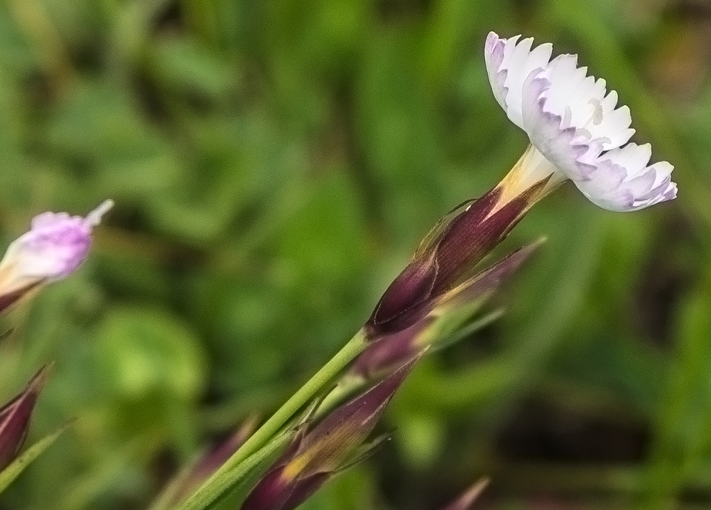 Изображение особи Dianthus cretaceus.