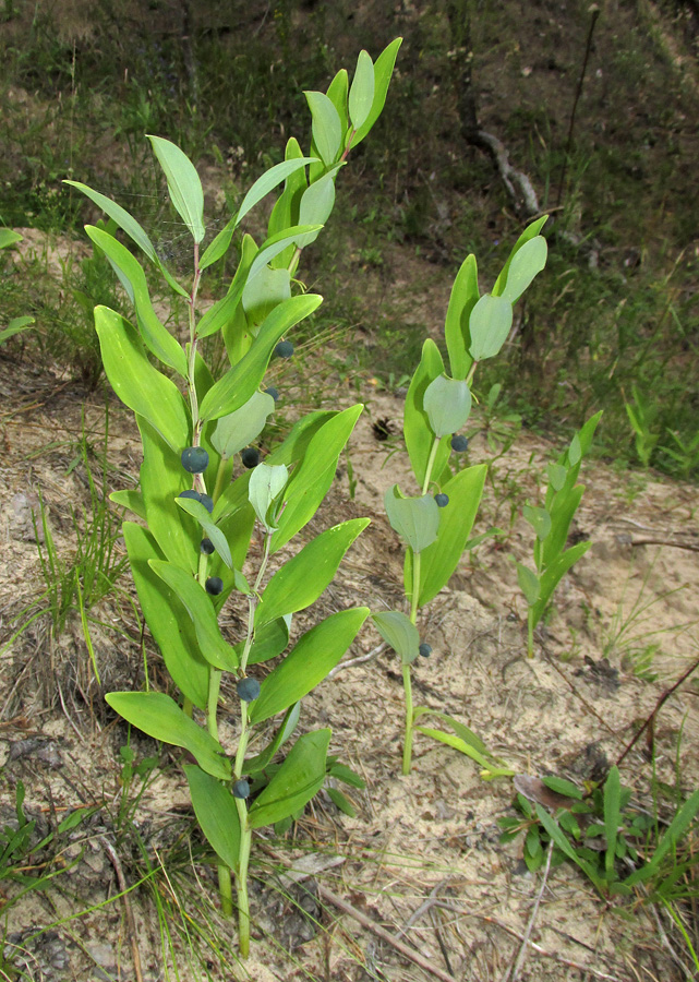 Image of Polygonatum odoratum specimen.