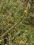 Verbascum macrurum