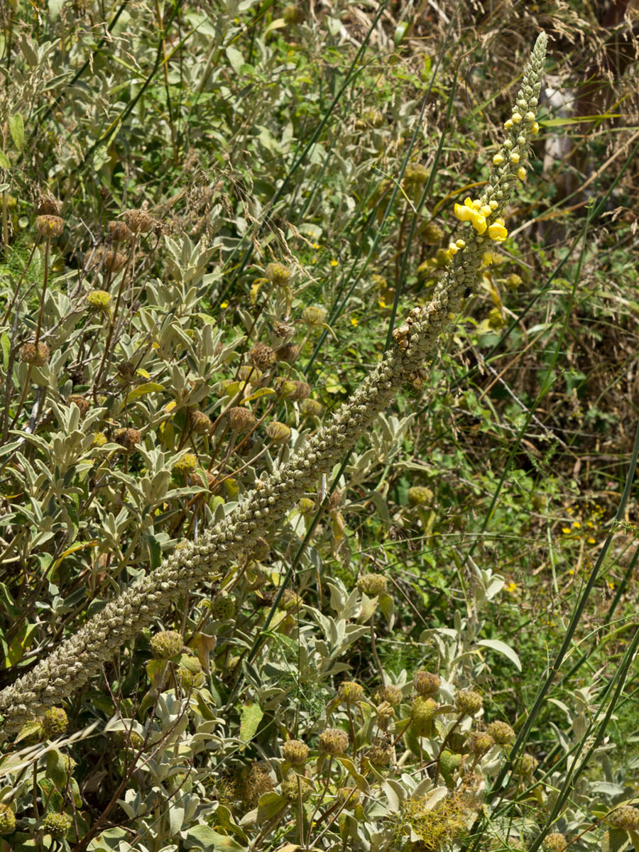 Изображение особи Verbascum macrurum.