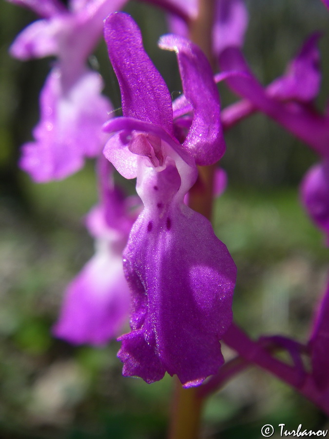 Изображение особи Orchis mascula.