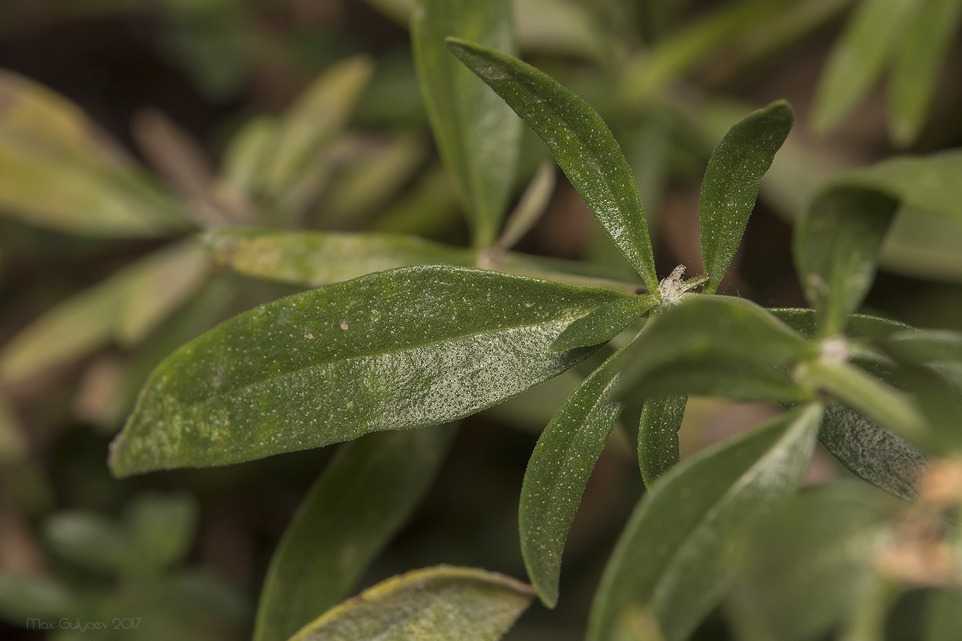 Image of Hyssopus officinalis specimen.