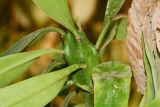 Euphorbia neriifolia. Побег. Израиль, впадина Мёртвого моря, киббуц Эйн-Геди. 27.04.2017.