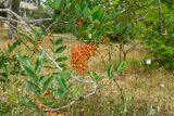 Cassia brewsteri