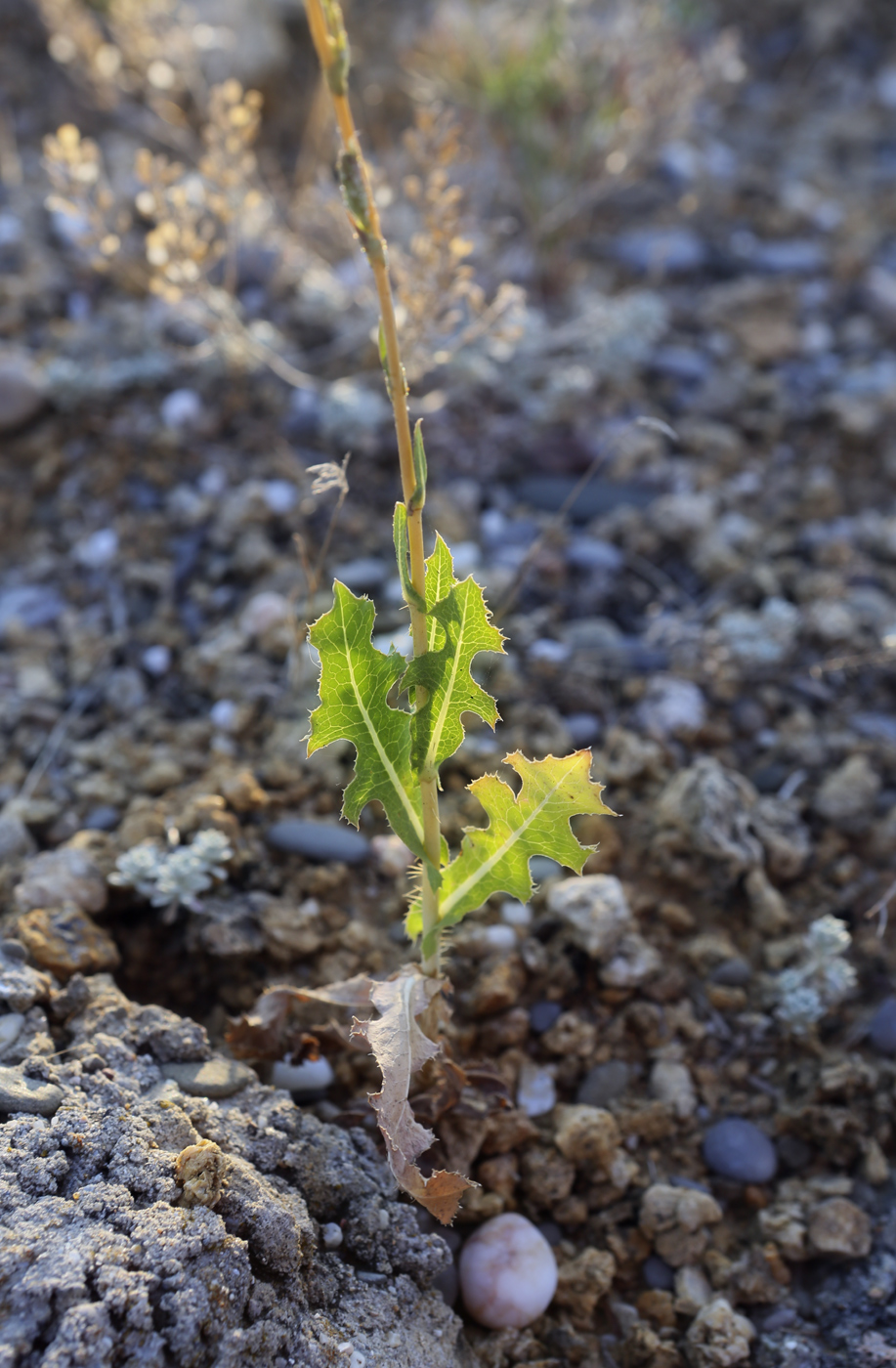 Изображение особи Lactuca serriola.