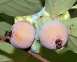 Diospyros lotus