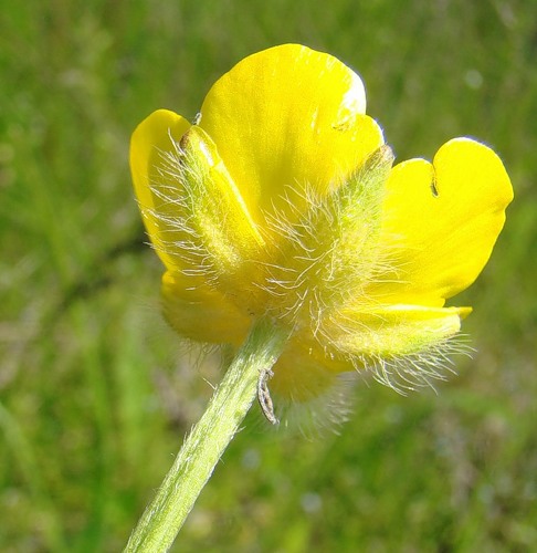 Image of Ranunculus polyanthemos specimen.