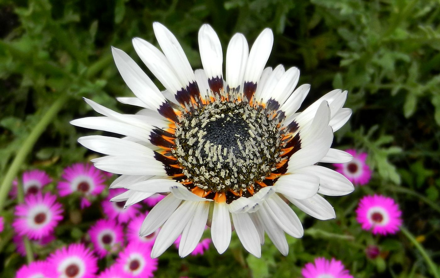 Image of Arctotis fastuosa specimen.