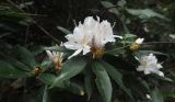 genus Rhododendron