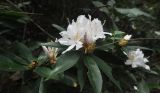 genus Rhododendron. Верхушка ветви с соцветием. Китай, Гуанси-Чжуанский автономный р-н, национальный парк Shiwan Dashan National Forest Park, склон горы Shiwandashan (1200 м), лес. 9 марта 2016 г.