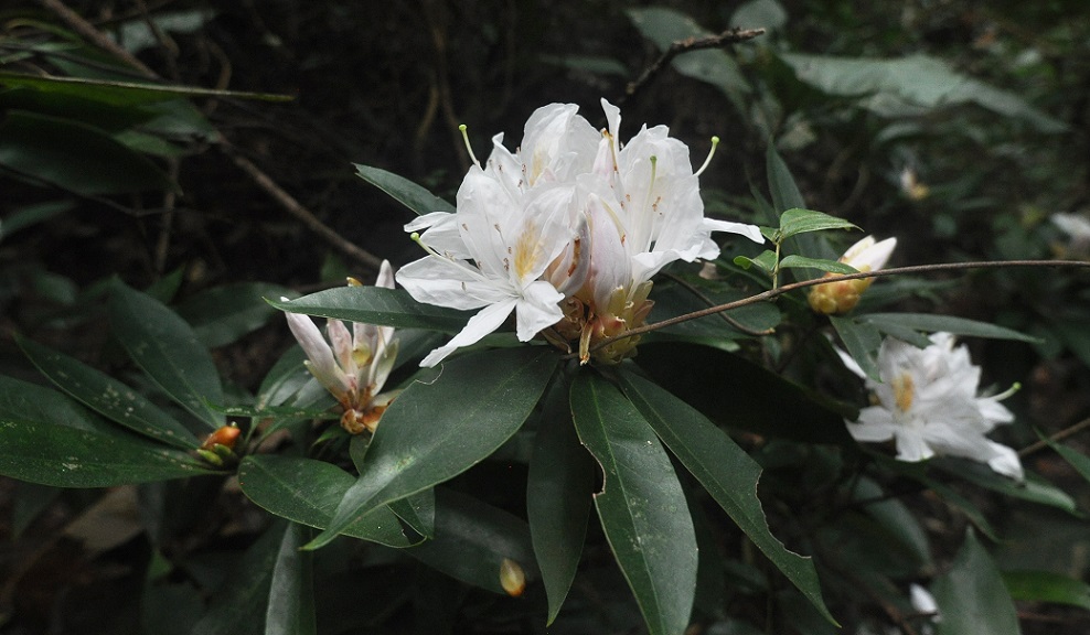 Изображение особи род Rhododendron.