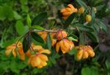 Berberis trigona