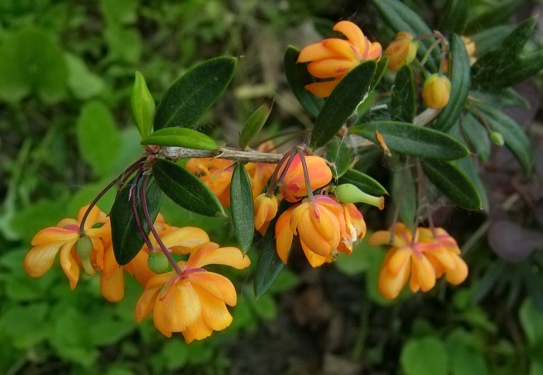 Image of Berberis trigona specimen.