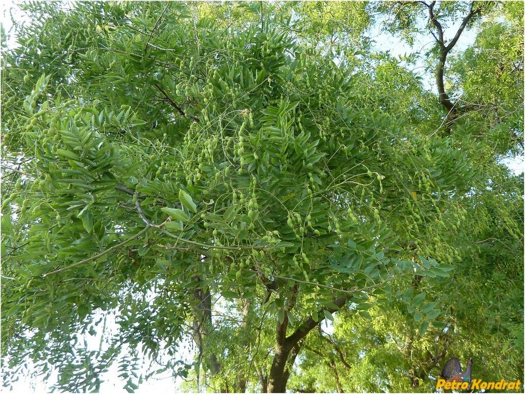 Image of Styphnolobium japonicum specimen.