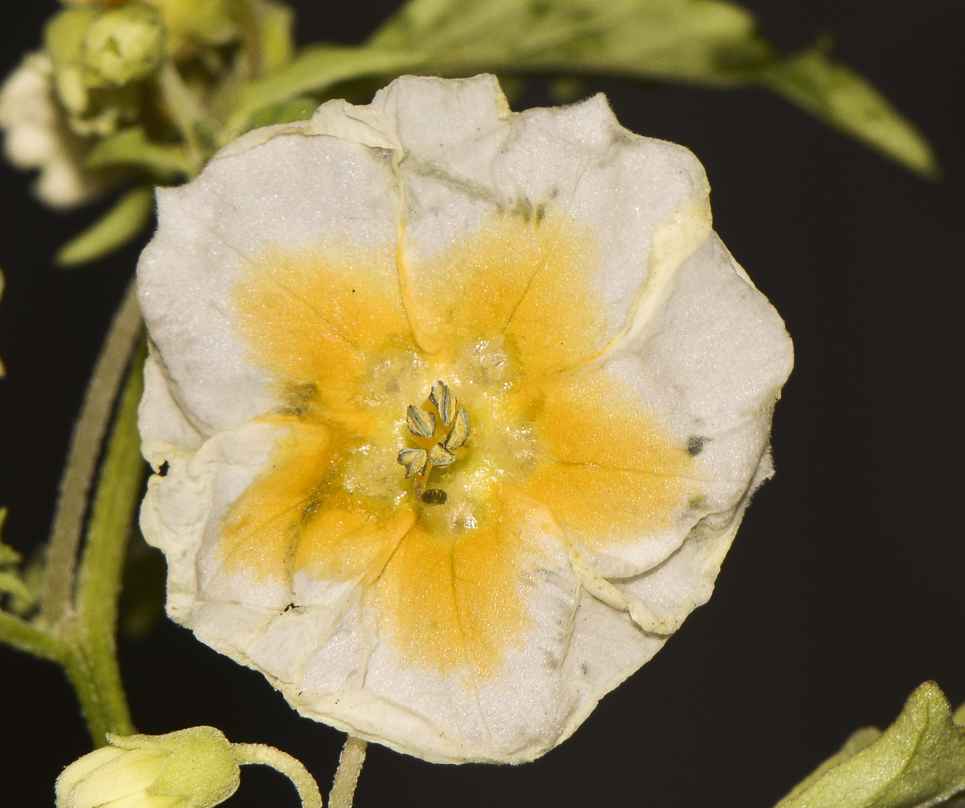 Image of Physalis angulata specimen.