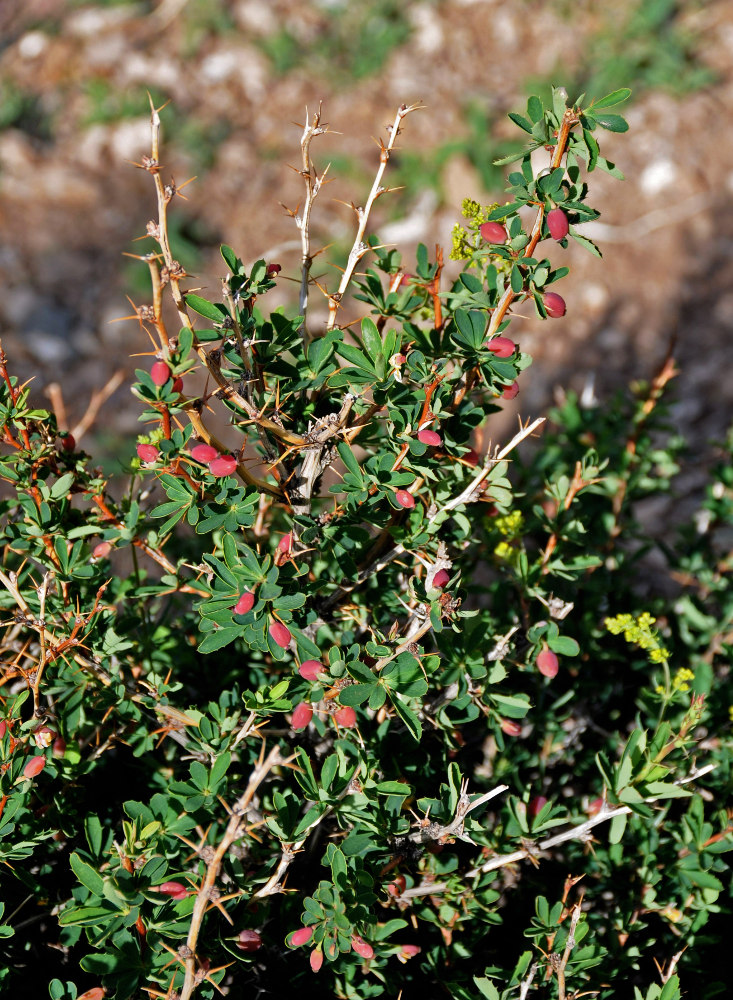 Image of Berberis sibirica specimen.