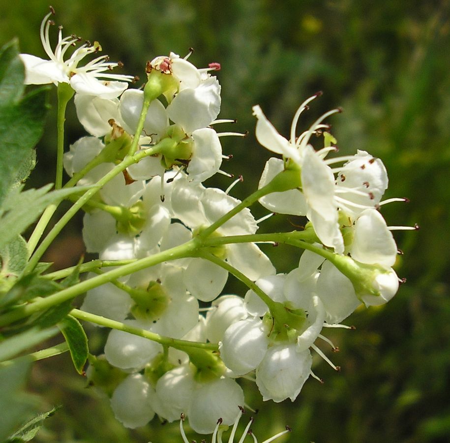 Image of Crataegus monogyna specimen.