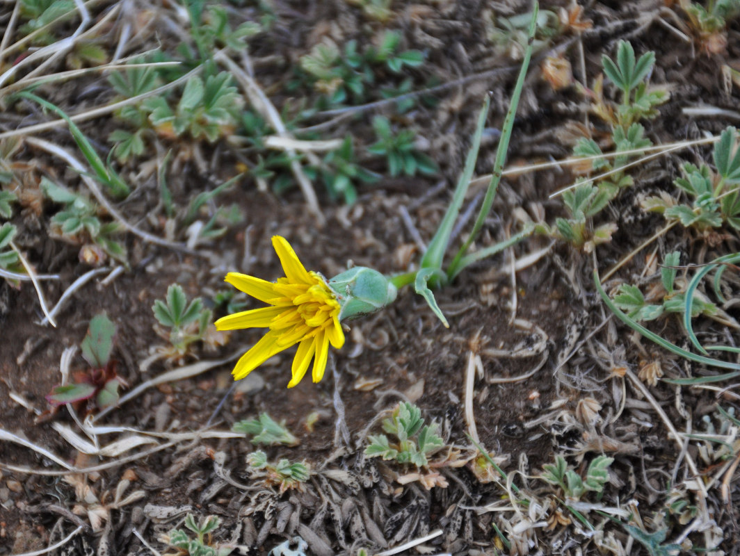 Image of Scorzonera austriaca specimen.